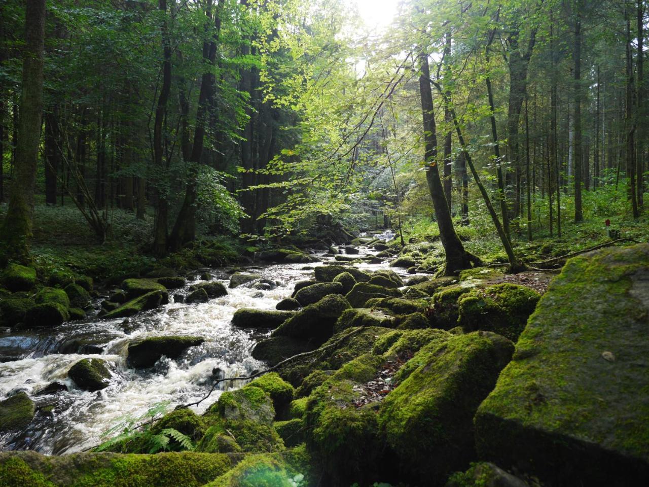 Fewo Kedo Neukirchen vorm Wald Luaran gambar